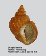 Scalptia textilis